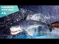 Рыбалка на акулу-мако и рыбу парусника в Мексике 