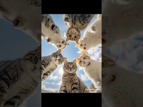 CREATON OF CATS BY ALLAH