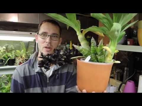 YAY! Blooms! Monn.  Millennium Magic 'Witchcraft' In full Bloom