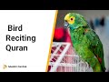 Bird Reciting Quran