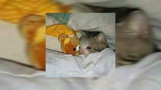 Download lagu the one that got away // sped up ♡ mp3 Download lagu the one that got away // sped up ♡ mp3