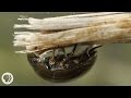 Nature's Scuba Divers: How Beetles Breathe Underwater | Deep Look