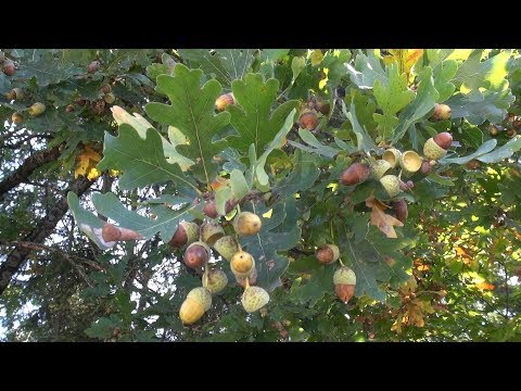 Grow oak trees and chestnut trees yourself #1