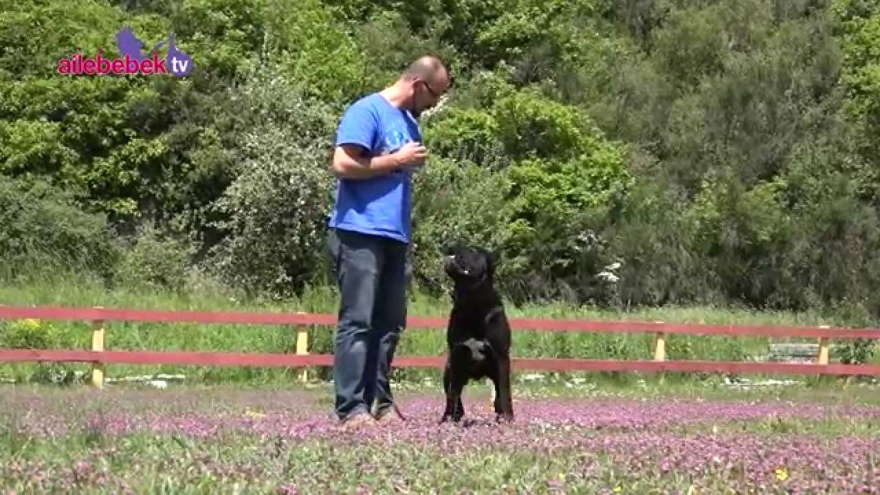 Köpekle yapılabilecek egzersizler nelerdir?