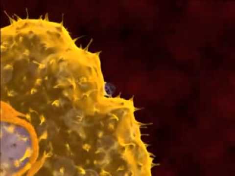 ▶ Life cycle of Leishmania in the human host   YouTube 240p