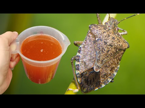 Stink bugs disappear in 1 minute without poison or chemicals