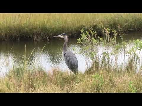 Great Blue Heron Squawk