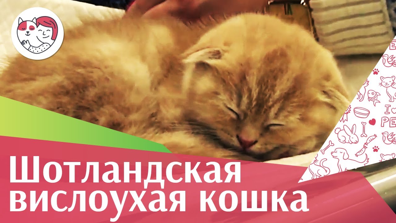 Шотландская вислоухая кошка. ilike.pet