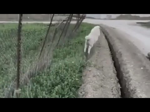 Sheep Gets Stuck Jumps Back in Trench