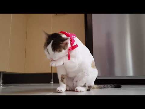 video of funny cat.video of cat