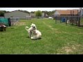 Pyrs at Play 