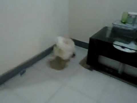 傳說中的爆衝(原發表者:jimmilk7995)(影片)