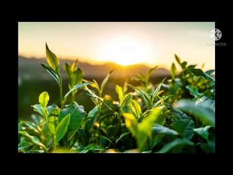 hino 492 Jesus virá do céu            #Jesus virá do céu,