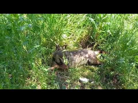 A Montelongo salvato un cucciolo di lupo investito da un’auto