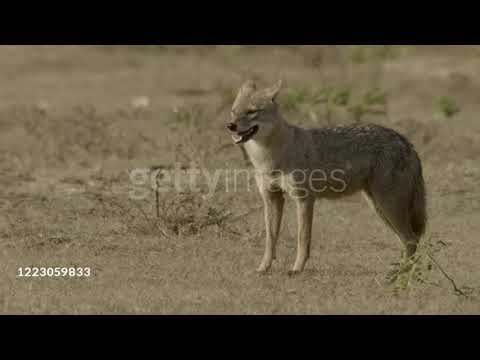 Cheetah Pan Part 25: "The Elegant Captain Shere Khan"