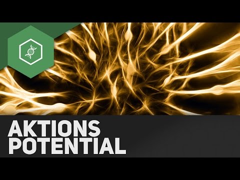 Aktionspotenzial