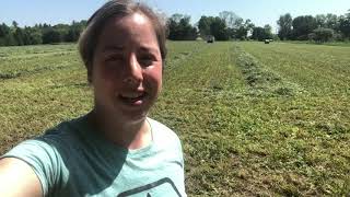 Harvesting Alfalfa: Essential Tips for your 5 day window