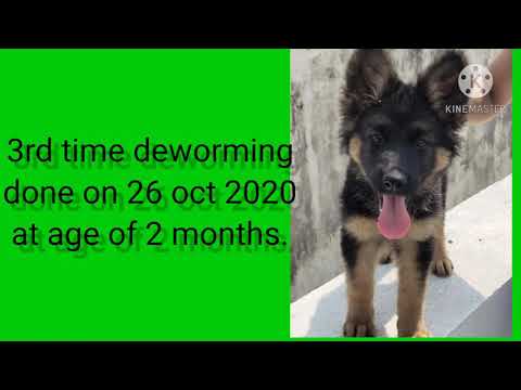 3rd time deworming of Candy