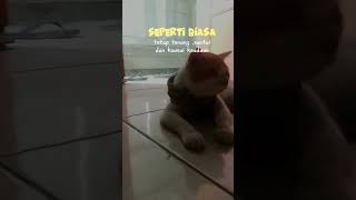Download lagu santai santai berak #catlover #subscribe mp3