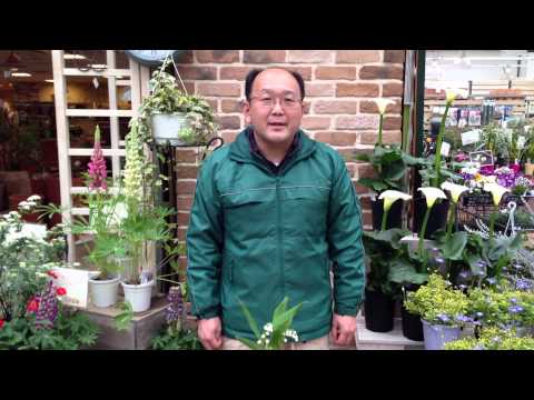 スズランを地植えや鉢に植える時期と方法は？  庭園