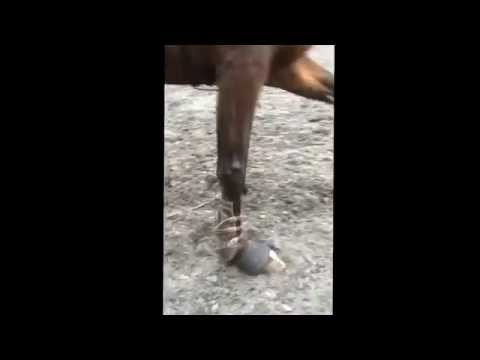 Jig jog oaklands college 26-10-2014