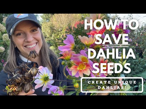 How to Save Dahlia Seeds & Create Unique Dahlia Flowers!!! 😀😍💐 Northlawn Flower Farm