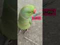 Mithu Sita Ram Shorts Viral Sitaram Jayshreeram Mithu Parrotmedia Sonaliparrot Trending
