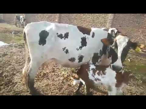 NCDP – Elevage of Cows Updates at Buringa