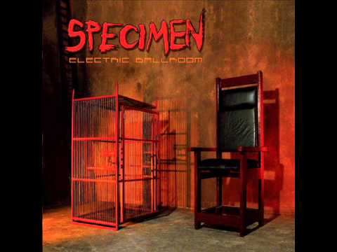 Thumbnail for Cinema Of Attractions - Specimen by Jon Klein