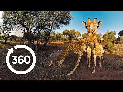 The Fight to Save Threatened Species 360°
