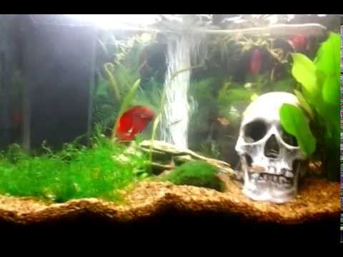 10 gallon Betta fish tank