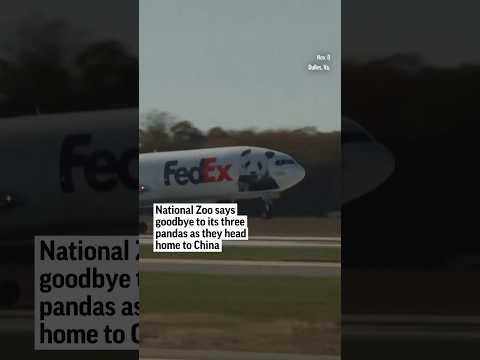 Os três pandas gigantes famosos do Zoológico Nacional voltam para casa na China