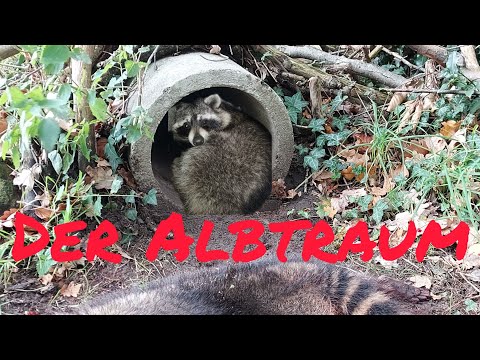 The raccoon is here! Nightmare for a small game reserve - trapping in invasive species.