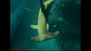 ALPHABET SEA & WATER  ANIMALS  (Part 35) EDUCATIONAL KIDS / HAMMERHEAD SHARK & More