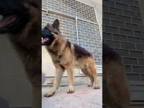 Buddy bark #yt #germanshepherd #comedyvideos #viralvideo #funny #funnyshorts #comedy #doglover #dog