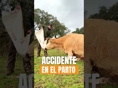 La REALIDAD que NADIE cuenta #vacas #animales #ganaderia #extremadura #veterinaria