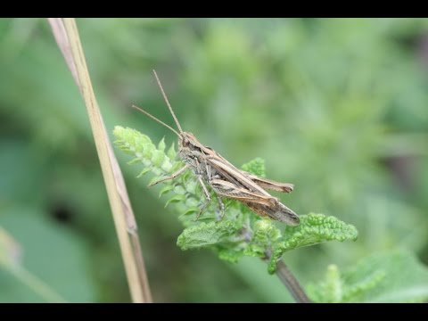 iRecord Grasshoppers Video