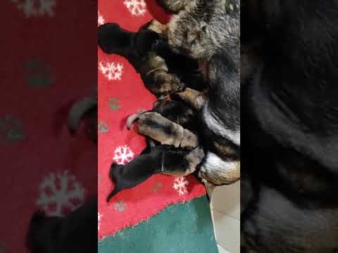 Vrh"O" 3. týdenní štěňátka - Karo z údolí Úpy x Kira Filko Morava