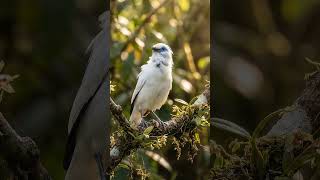 Download lagu Burung Jalak Bali Langka Bernyanyi di Hutan Tropis #KicauBurung #SatwaLiarSinematik #LensaTelefoto mp3 Download lagu Burung Jalak Bali Langka Bernyanyi di Hutan Tropis #KicauBurung #SatwaLiarSinematik #LensaTelefoto mp3