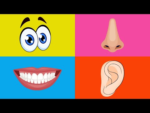 👀👃👄 ¡Aprende las PARTES del CUERPO! 🖐️🦶 Video Divertido para Niños y Niñas - Aprende con Gael y Owen