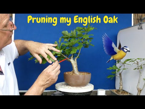 My yamadori oak bonsai - 3 months later.