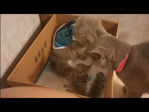 Jealous cat to his siblings.//1 day old British shorthair. //pompem tv