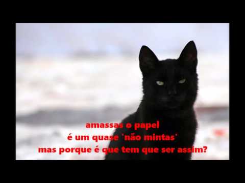 skilla -  gato preto