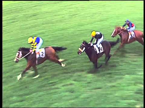 Galoppo 23/02/2016 - 1° corsa