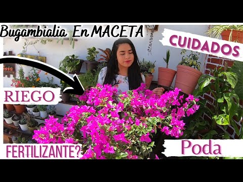 , title : 'Bugambilia En Maceta Siempre Con Flores // Todo Sobre Sus Cuidados'