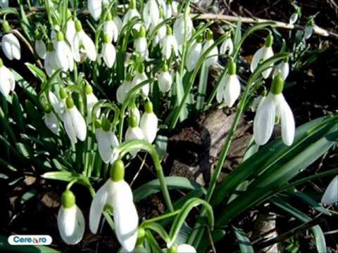 PRIMAVARA BINE AI VENIT!.wmv