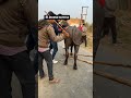 JHOTA RACE