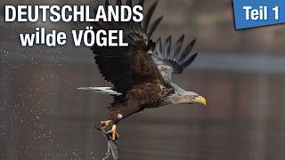 Deutschlands Wilde Vögel | Naturdoku | Tierfilm | ganzer Film auf Deutsch