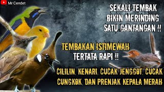 Download lagu NGERIII..!!TEMBAKAN ISTIMEWAH || CILILIN, KENARI, CUCAK JENGGOT, CUCAK CUNGKOK, DAN PRENJAK BETINA!! mp3 Download lagu NGERIII..!!TEMBAKAN ISTIMEWAH || CILILIN, KENARI, CUCAK JENGGOT, CUCAK CUNGKOK, DAN PRENJAK BETINA!! mp3