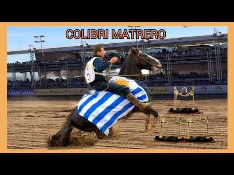 COLIBRI MATRERO #geneticacrioula #abccc #horse #freiodeouro #doma